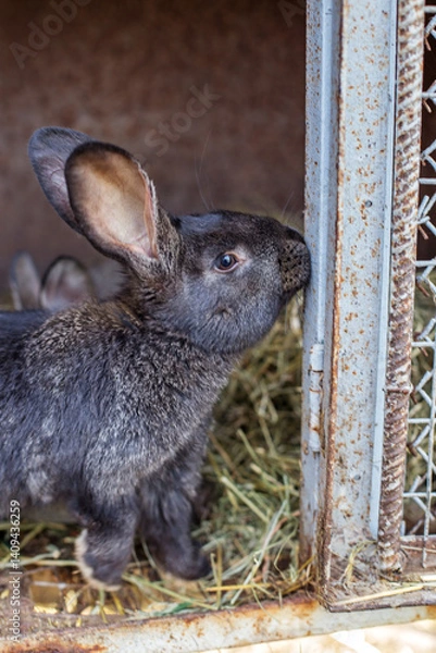 Fototapeta Cute rabbit exploring its cozy hutch filled with fresh hay during the day