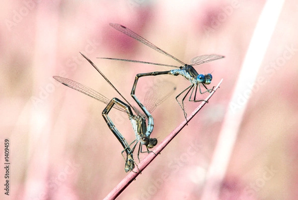 Obraz damselflies_1c