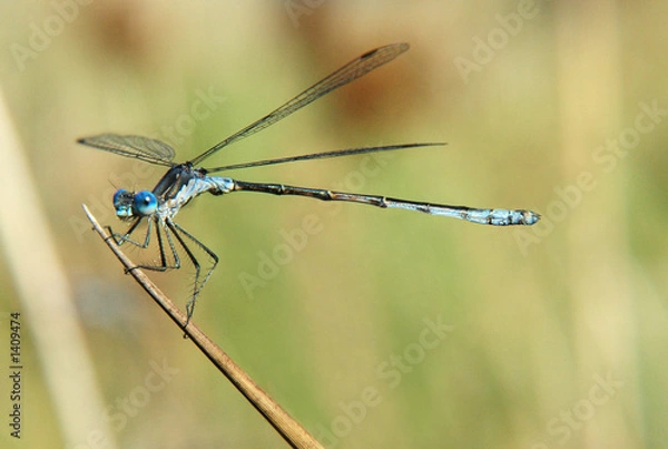 Obraz damselfly_2a