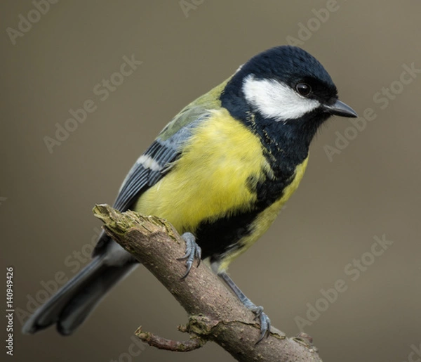 Obraz Great tit