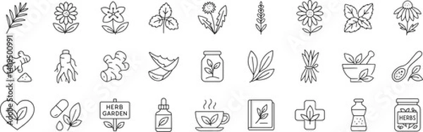 Obraz Medicinal herbs line icon set. Vector pictograms of echinacea, ginger, turmeric, lavender, rosemary, calendula, lemon balm, dandelion, st johns wort, thin linear illustration.
