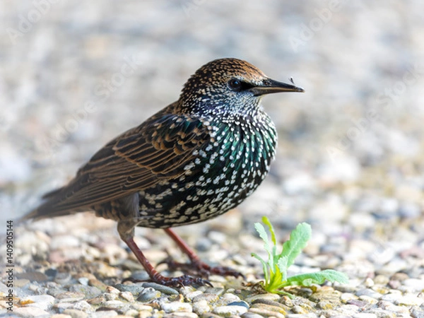 Obraz Common starling