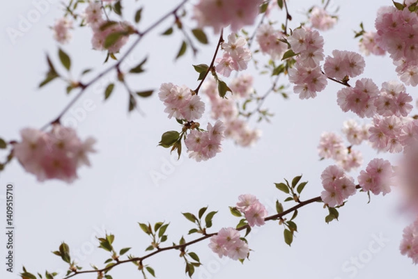 Obraz Japanese cherry or Prunus serrulata blooming branches closeup with on a blue sky background. Horizontal spring nature photography. Flower postcard