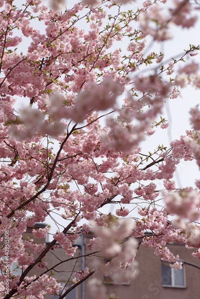 Obraz Japanese cherry or Prunus serrulata blooming branches closeup with on city background. Vertical spring park photography. Flower postcard