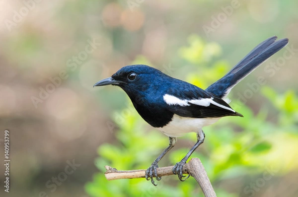 Obraz  Oriental Magpie Robin