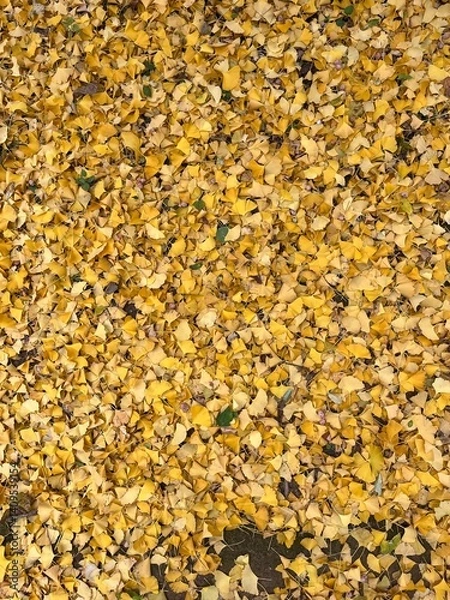 Obraz autumn leaves background