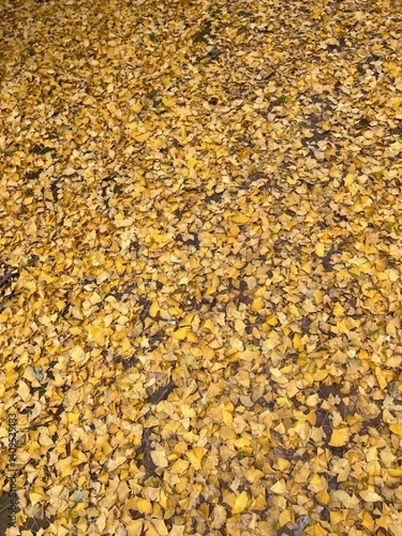 Obraz yellow autumn leaves