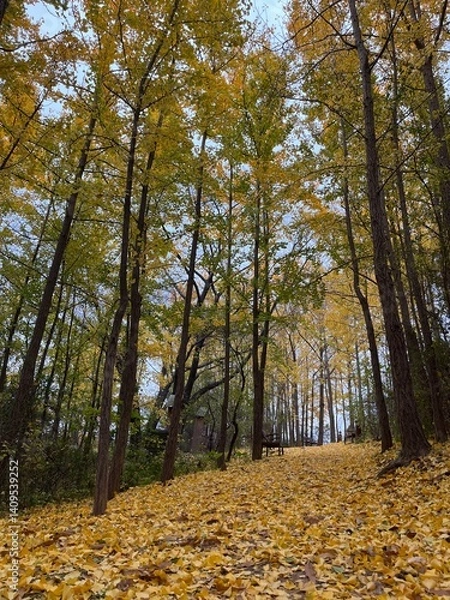 Obraz autumn in the forest