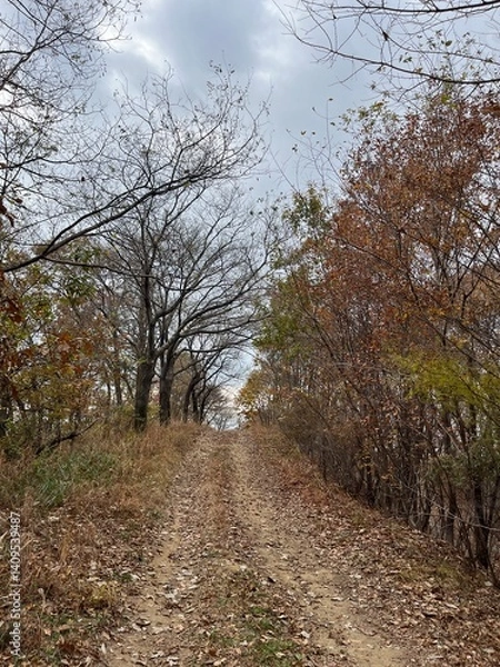 Obraz path in autumn forest