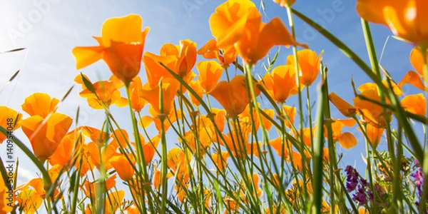 Obraz Poppies in a field