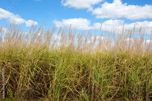 Fototapeta Agricultural field of sugar cane grows on a plantation in central Florida, USA.