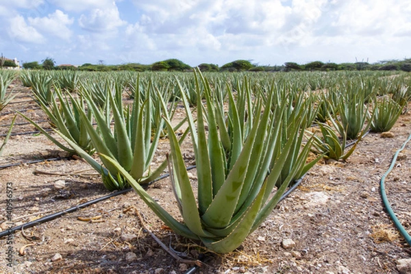 Obraz Pole roślin Aloe Vera na Arubie