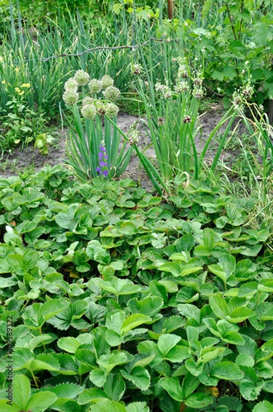 Fototapeta 
organically cultivated various vegetables  in the vegetable garden, summertime