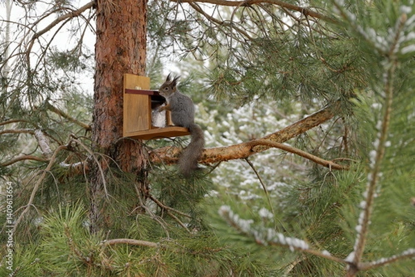 Obraz A grey squirrel takes by paw a nut from a feeder with nuts on a pine tree in the forest in springtime.