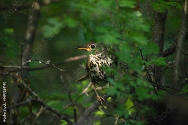 Fototapeta Song thrush (Turdus philomelos)