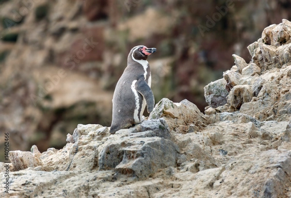 Obraz Humboldt Penguin stand on the rocky shoreline of the island Ballestas in Paracas national park. It is a designated UNESCO World Heritage Site - Peru, South America