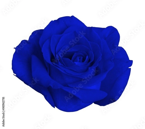 Obraz blue rose