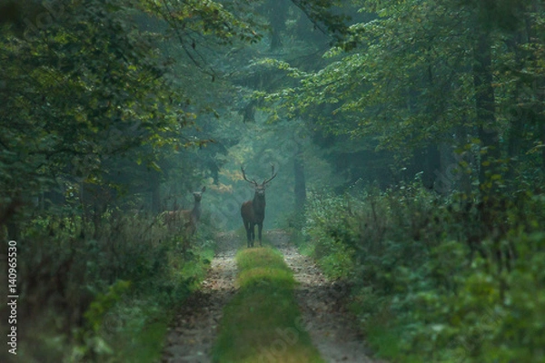 Obraz jeleń i łania