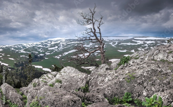 Fototapeta Panoramic view of the Lago Naki plateau. Forest on the mountain slopes. Lonely tree on the top of the mountain. Republic of Adygea.