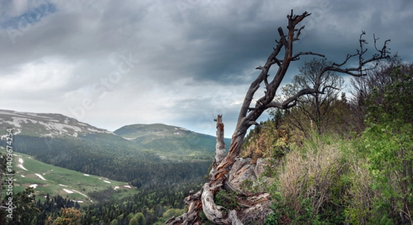 Fototapeta Panoramic view of the Lago Naki plateau. Forest on the mountain slopes. Lonely tree on the top of the mountain. Republic of Adygea.