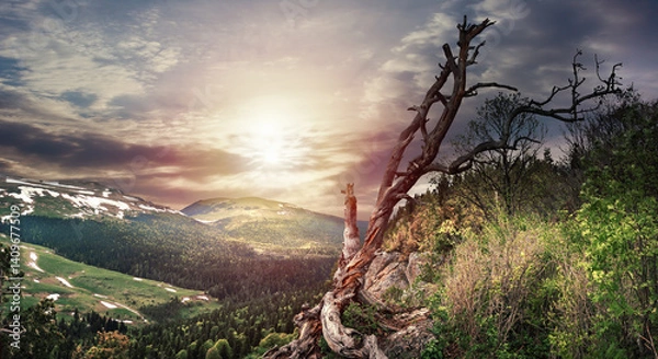 Fototapeta Panoramic view of the Lago Naki plateau. Forest on the mountain slopes. Lonely tree on the top of the mountain. Republic of Adygea.