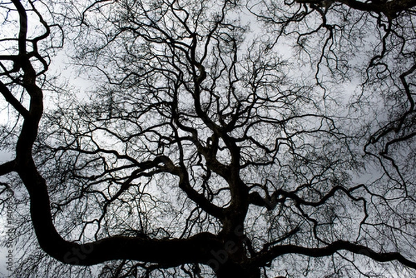 Obraz tree silhouette against blue sky