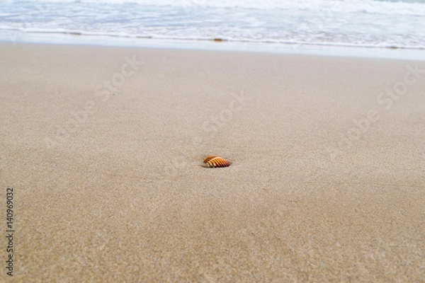 Fototapeta Shell on the sandy beach with ocean on the background, foam