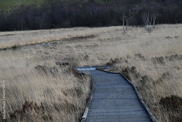 Obraz the walkway over the bog at cors caron in the sun 