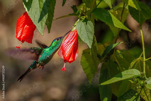 Fototapeta A colorful hummingbird sipping nectar from a red flower