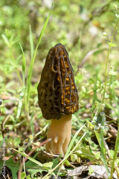 Fototapeta Wrinkles of the spring mushroom Morchella conica on a blurred green background.