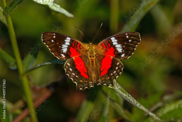 Fototapeta A vibrant butterfly, with iridescent colors that shimmer in the light, rests delicately on a leaf
