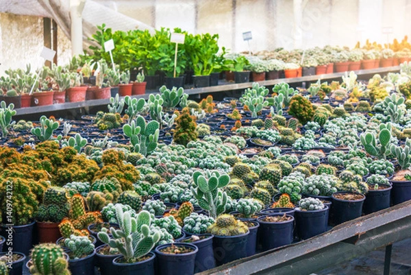 Fototapeta Various species of cacti and succulents arranged in pots on display in a bright greenhouse nursery.