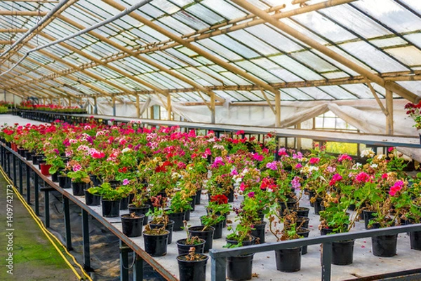 Fototapeta Colorful geranium plants growing in rows inside a greenhouse, showcasing modern horticultural cultivation techniques in a controlled environment.