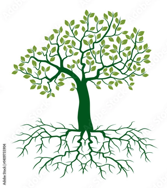 Fototapeta Shape of green Tree with Leaves and Roots. Vector outline Illustration.