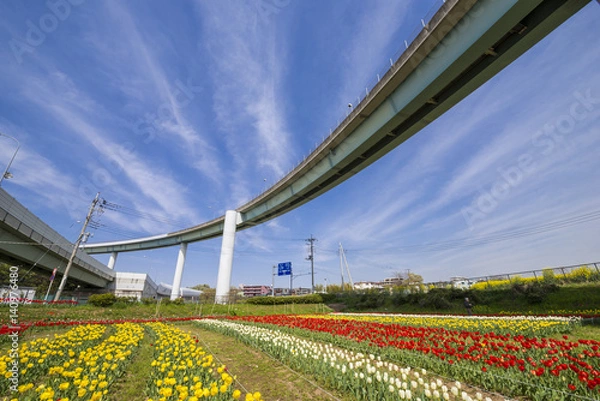 Obraz チューリップ畑とランプ橋