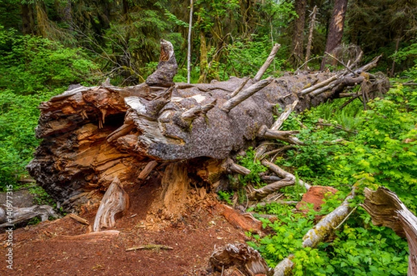 Obraz Fallen log, Olympic National Park
