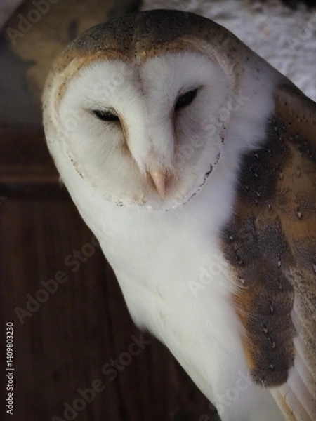 Fototapeta Barn owl with heart-shaped face and soft plumage, captured in gentle light with a calm expression and detailed feathers.