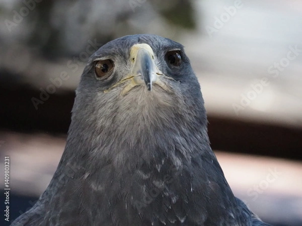 Fototapeta Close-up portrait of a fierce-looking bird of prey with sharp beak and piercing eyes, showcasing strength and intensity in stunning detail.