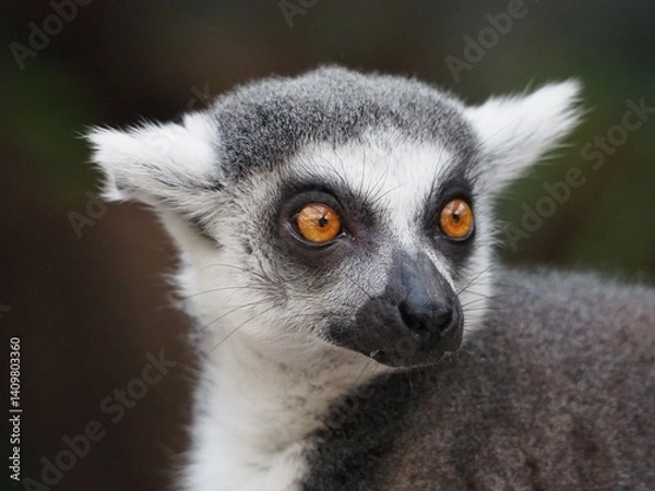 Fototapeta Ring-tailed lemur sitting alert with a green blurred background, showcasing its iconic black-and-white tail and expressive eyes in a natural setting.