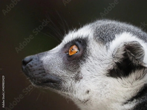 Fototapeta Ring-tailed lemur sitting alert with a green blurred background, showcasing its iconic black-and-white tail and expressive eyes in a natural setting.
