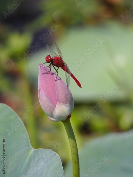 Fototapeta A vivid red dragonfly rests delicately on top of a closed lotus bud, showcasing its transparent wings and striking color in a natural setting.