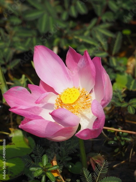Fototapeta Pink lotus flower blooming on a calm pond with reflection in water and surrounding green lily pads