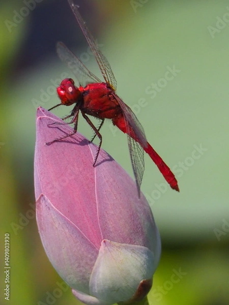 Fototapeta A vivid red dragonfly rests delicately on top of a closed lotus bud, showcasing its transparent wings and striking color in a natural setting.
