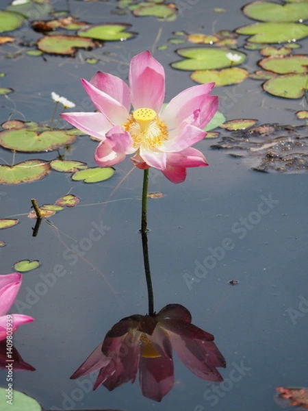 Fototapeta Pink lotus flower blooming on a calm pond with reflection in water and surrounding green lily pads