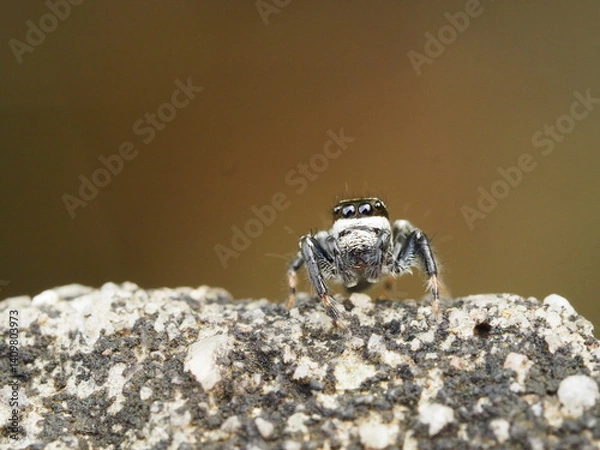 Obraz Tiny jumping spider standing on textured rock with blurred brown background