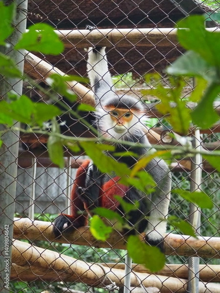 Fototapeta Red-shanked douc langur sitting in an enclosure, with vibrant fur and expressive face, seen through a fence in a wildlife rescue center in Vietnam.