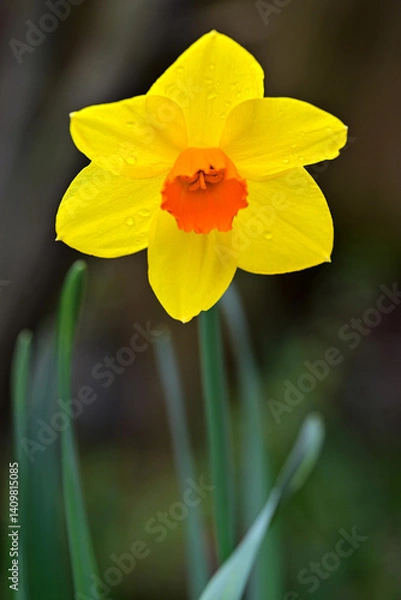 Obraz Rain drops on a daffodil