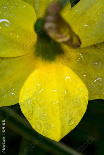 Obraz Rain drops on a daffodil