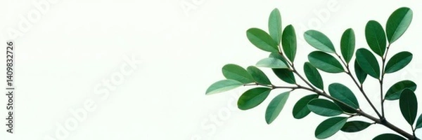 Fototapeta Dark green eucalyptus branches isolated on white background, leaves, nature, botanical