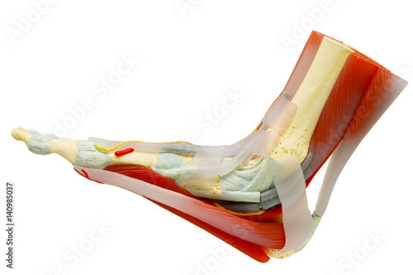 Obraz Human right foot muscles anatomy isolated with clipping path.